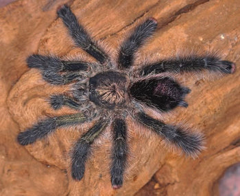 Avicularia urticans 'Green' (Peruvian Green Pink Toe Tarantula)