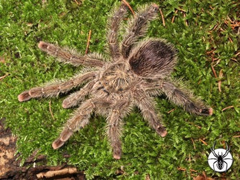 Avicularia sp. 'Aurantiaca' (Golden Pink Toe Tarantula)