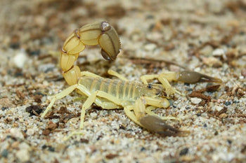 Androctonus australis 'Hector' Tunisia locale (Black Clawed Yellow Fattail Scorpion)