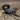 Androctonus gonneti (Ebony Fattail Scorpion)