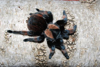 Brachypelma emilia (Mexican Red Leg Tarantula) FEMALE