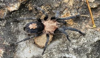 Cyriocosmus sp. 'Lolo'