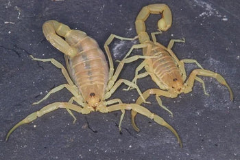 Hottentotta saxinatans (Oman Pale Alligatorback Scorpion) 0.25-0.5"