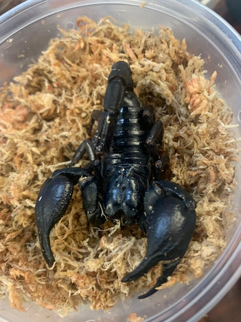 Heterometrus silenus, Asian Forest scorpion.
