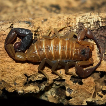 Heteroctenus junceus (Blue Scorpion) 0.25-0.5"