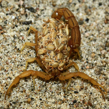 Hottentotta tamulus (True Indian Red Scorpion) 0.25-0.5"