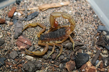 Hottentotta sp. India, Indian Black and Red scorpion, 0.25 to 0.5 inch.