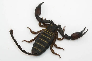 Hadogenes paucidens, Olive Keeled Flat Rock scorpion, 0.5 to 0.75 inch.