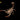 Hottentotta gentili Central Morocco Scorpion
