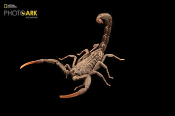 Hottentotta gentili Central Morocco Scorpion
