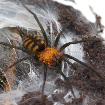 Linothele fallax, Tiger Funnel-Web spider.
