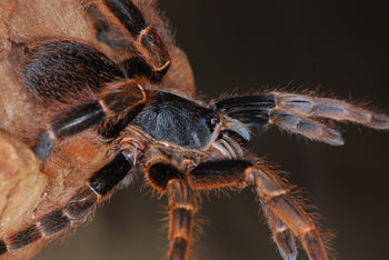 Magnacrus tongmianensis