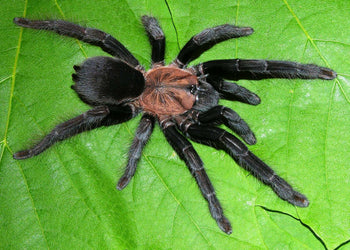 Orphnaecus sp negros