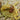 Parabuthus capensis BRIGHT (Cape Thicktail Scorpion)