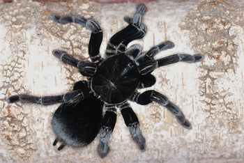Pamphobeteus antinous (Bolivian Blue-leg Birdeater Tarantula) *RARE*