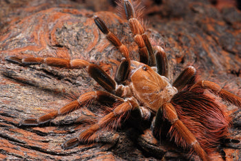 Pamphobeteus sp. 'Mascara' (Mascara Birdeater Tarantula) 2.5-3" FEMALE