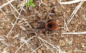 Pamphobeteus urvinae Tarantula 1-1.5" *VERY RARE*
