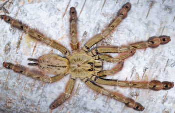 Stromatopelma calceatum (Feather-leg Baboon Tarantula)