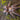 Tapinauchenius casanare Tarantula