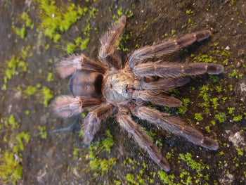 Tapinauchenius casanare Tarantula