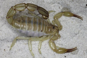 Androctonus amoreuxi Clade (Amoreuxi Fattail Scorpion)
