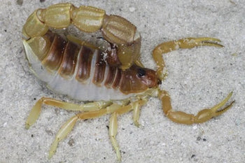 Parabuthus mossambicensis (Mozambique Thicktail Scorpion) 0.5-0.75"