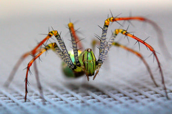Peucetia lucasi (Red & Green Lynx Spider)