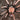 Selenocosmia arndsti (New Guinea Orange Tarantula)