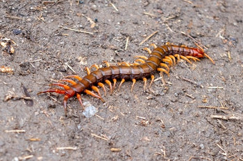 Scolopendra multidens Red China Centipede CBB