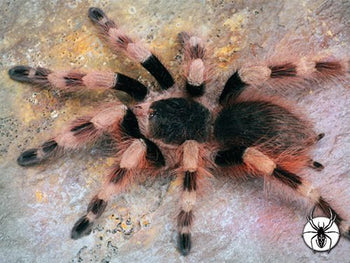 Nhandu colloratovilosus (Brazilian Black & White Tarantula)
