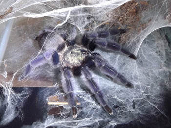 Tapinauchenius rasti (Caribbean Diamond Tarantula)