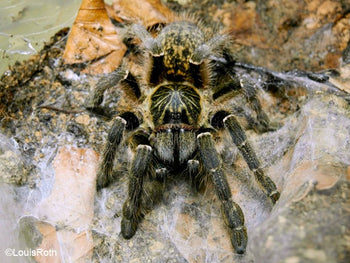 Ceratogyrus meridionalis (Zimbabwe Grey Baboon Tarantula) FEMALE