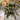 Ceratogyrus meridionalis, Zimbabwe Grey Baboon tarantula.