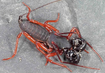Typopeltis sp. Thai Red Leg Vinegaroon Scorpion