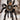 Haplopelma hainanum Tarantula 0.5-0.75"