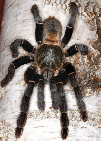 Haplopelma hainanum Tarantula