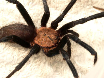 Linothele sericata (Colombian Blue & Gold Funnel-web Spider) FEMALE