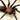 Linothele sericata, Colombian Blue and Gold Funnel-web spider.