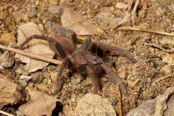 Acanthoscurria maga (Antilles Pink Patch)