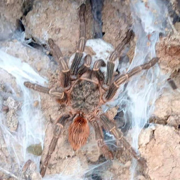 Thrixopelma sp. 'sevilla' Tarantula 0.5" *NEW*