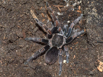 Pseudhapalopus sp 'Langhaar' (Long Hair Dwarf Tarantula)