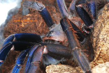 Chilobrachys sp. 'Vietnam Blue' (Vietnam Blue Tarantula) FEMALE 2.5-3"