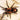 Cyriocosmus leetzi (Venezuealan Dwarf Beauty Tarantula)
