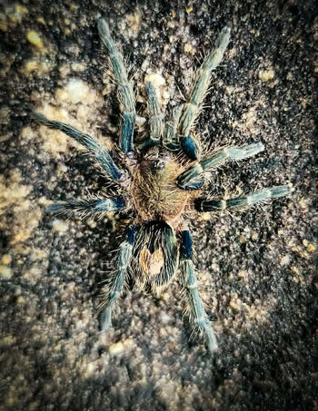 Cyriocosmus sp. Primavera