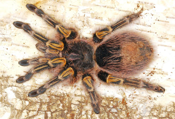 Grammostola pulchripes (Chaco Golden Knee Tarantula) 0.5-0.75"