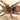 Grammostola pulchripes, Chaco Golden Knee tarantula.