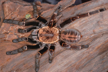 Cyriopagopus sp. 'Bach Ma' (Bach Ma Earth Tiger Tarantula) 1.5-2" FREE AFTER $700 SPENT