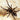 Hysterocrates gigas (Cameroon Red Baboon Tarantula)