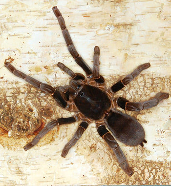 Hysterocrates gigas, Cameroon Red Baboon tarantula.