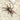 Mygalomorphae sp. Eolo funnel web spider.